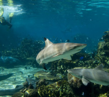 Bei einer Karibik Abenteuerreise die unbekannte Karibik erforschen Bei einer Karibik Abenteuerreise die unbekannte Karibik erforschen