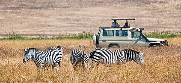 Auf Offroad Safari in Simbabwe hautnah wilde Tiere erleben Auf Offroad Safari in Simbabwe hautnah wilde Tiere erleben