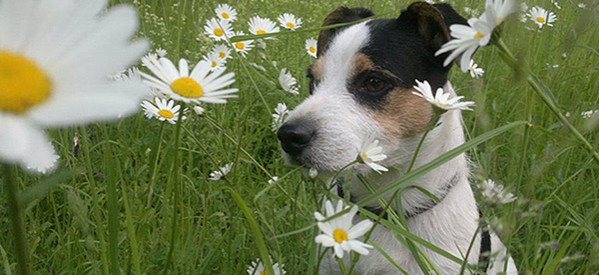 Worauf Hundehalter bei der Urlaubsplanung achten sollten Worauf Hundehalter bei der Urlaubsplanung achten sollten