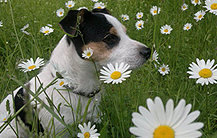 Die Auswahl der Hundebox ist für alle Hundehalter sehr wichtig!