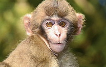 Simbabwe bietet viele tolle National Safari Areas!